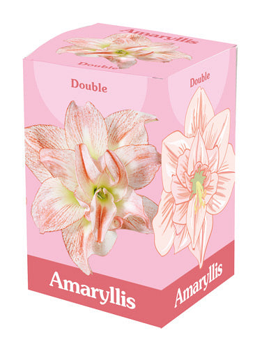Hipeastrs Double Pink-White (dāvanu kastītē) 28/30