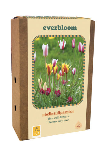 Tulpju maisījums Belle Tulipes mix 6/+