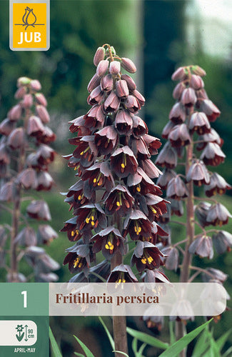 Persijas fritilārija 20/24