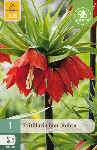 Karaliskā fritilārija Rubra 20/24