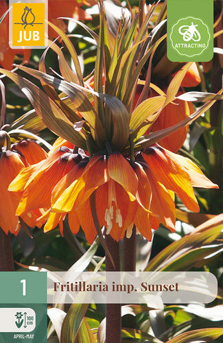 Karaliskā fritilārija Sunset 20/24