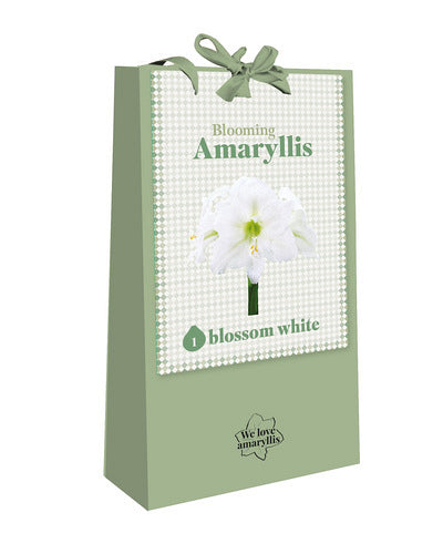 Hipeastrs We Love Amaryllis -White