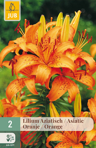 Āzijas lilija Orange 16/18