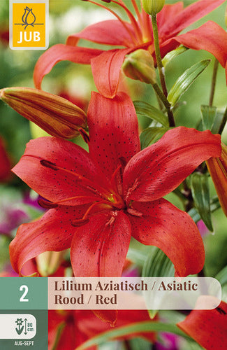Āzijas lilija Red 16/18