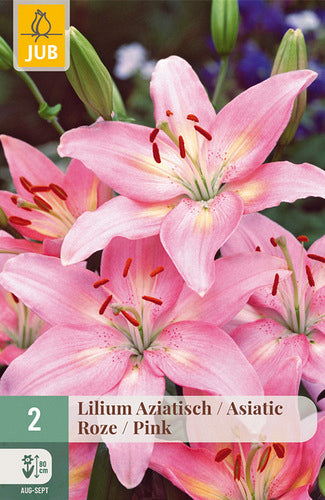 Āzijas lilija Pink 16/18