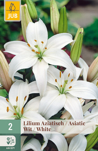 Āzijas lilija White 16/18