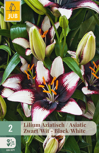 Āzijas lilija Black-White 16/18