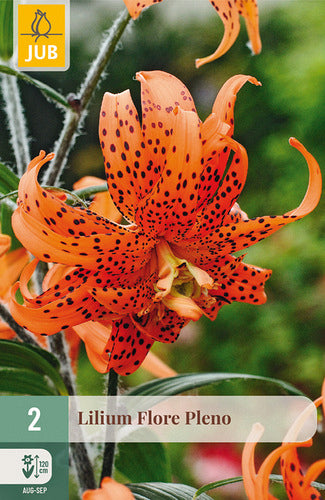 Āzijas lilija Flore Pleno 14/16