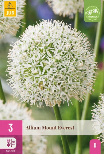 Dekoratīvais sīpols Allium Mount Everest 16/18