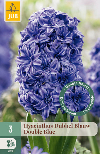 Austrumu hiacinte Double Blue 15/16