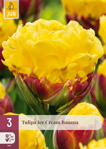 Tulpe vēlā pildīts zieds Ice Cream Banana 11/12 (3 sīpoli paciņā)