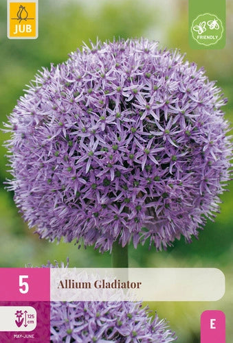 Dekoratīvais sīpols Allium Gladiator 16/18