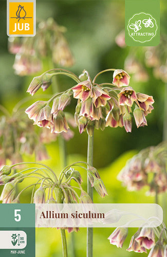 Dekoratīvais sīpols Nectaroscordum Siculum 10/12