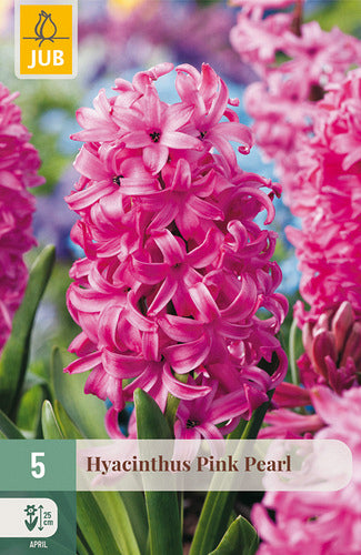 Austrumu hiacinte Pink Pearl 15/16
