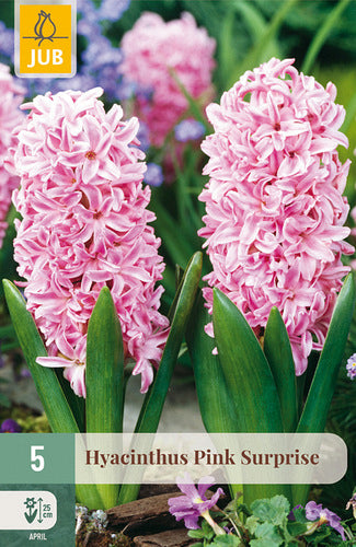 Austrumu hiacinte Pink Surprise 15/16