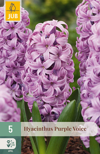 Austrumu hiacinte Purple voice 15/16