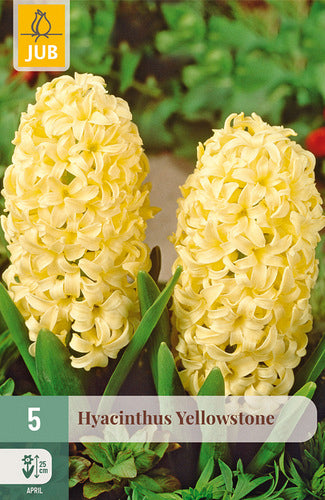 Austrumu hiacinte Hyacinthus orientalis Yellowstone 15/16 (5 gab. paciņā)