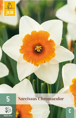 Narcise lielziedu Chromacolor 12/14