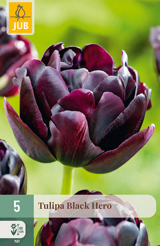Tulpe, vēla, pild. z. Black Hero 11/12