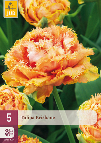 Tulpe, bārkstaina Brisbane 11/12