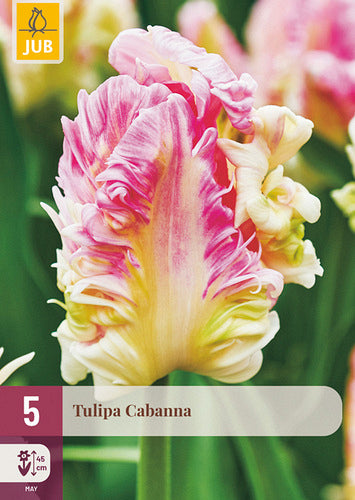 Tulpe papagaiļziedu Cabanna 12/+ (5 gab. paciņā)