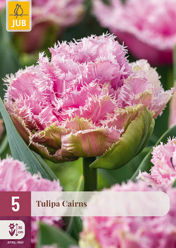 Tulpe, bārkstaina Cairns 11/12