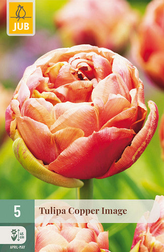 Tulpe, vēla, pild. z. Copper Image 11/12
