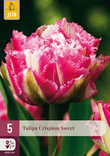 Tulpe bārkstainā Tulipa Crispion Sweet 12/+ (5 gab. paciņā)