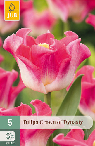 Tulpe, triumfa Crown of Dinasty 11/12