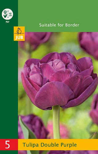 Tulpe pildītu ziedu Tulipa Double Purple 10/11 (5 gab. paciņā)