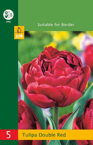 Tulpe pildītu ziedu Tulipa Double Red 10/11 (5 gab. paciņā)