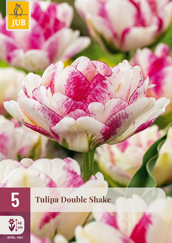 Tulpe, vēla, pild. z. Double Shake 11/12