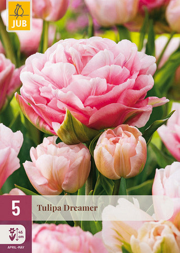 Tulpe agra, pildīts zieds Tulipa Dreamer 11/12 (5 gab. paciņā)
