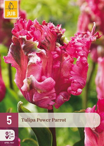 Tulpe, papagaiļziedu Power Parrot 11/12