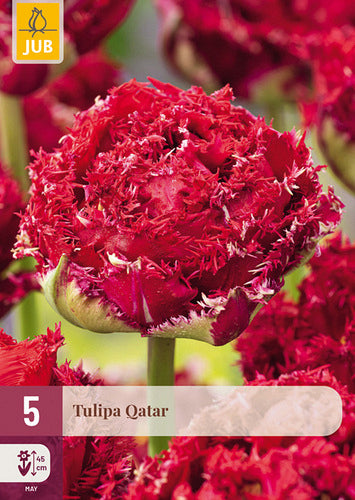 Tulpe bārkstainā Tulipa Qatar 12/+ (5 gab. paciņā)
