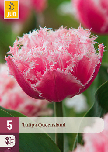 Tulpe bārkstainā Tulipa Queensland 11/12 (5 gab. paciņā)