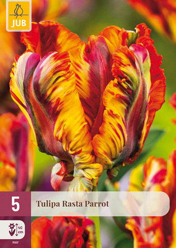 Tulpe papagaiļziedu Rasta Parrot 12/+ (5 gab. paciņā)
