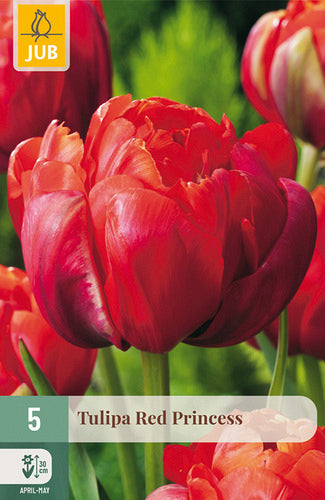 Tulpe, vēla, pild. z. Red Princess 11/12
