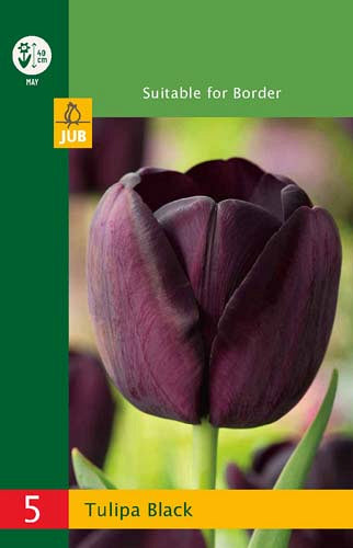 Tulpe pildītu ziedu Tulipa Triumph Black 10/11 (5 gab. paciņā)