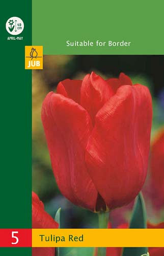 Tulpe triumfa Tulipa Triumph Red 10/11 (5 gab. paciņā)