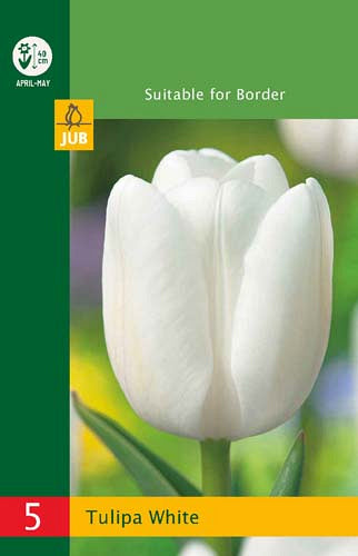 Tulpe triumfa Tulipa Triumph White 10/11 (5 gab. paciņā)