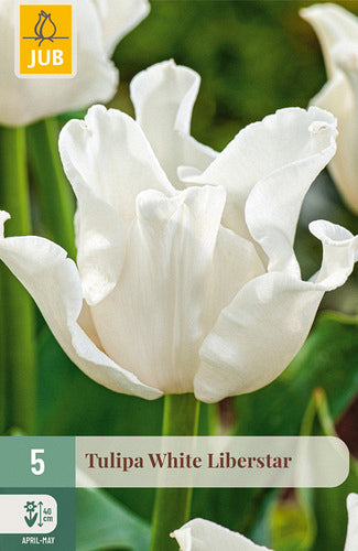Tulpe, triumfa White Liberstar 10/11