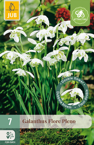 Sniegbaltā sniegpulkstenīte (7 sīpoli / paciņā) Flore Pleno 5/+