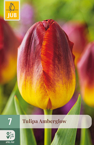 Tulpe, triumfa Amberglow 11/12