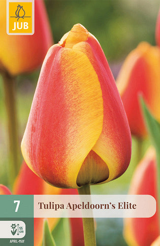 Tulpe, Darvina hibrīds Apeldoorn'S Elite 11/12