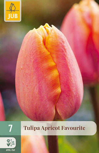 Tulpe, triumfa Apricot Favourite 11/12