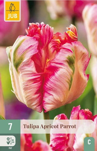 Tulpe papagaiļziedu Apricot Parrot 11/12 (7 sīpoli paciņā)