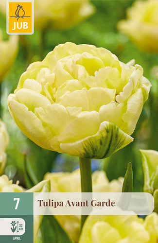 Tulpe agrā pildīts zieds Avant Garde 11/12 (7 sīpoli paciņā)