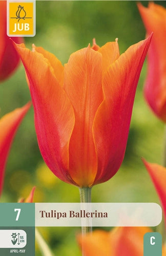 Tulpe lilijziedu Ballerina 11/12 (7 sīpoli paciņā)