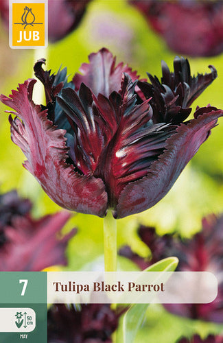 Tulpe papagaiļziedu Black Parrot 11/12 (7 sīpoli paciņā)
